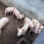 Secretaría del campo de Tulancingo apoya a SEDAGRO Hidalgo para la conformación de un padrón porcino