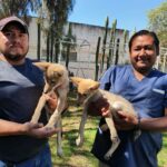 Nacieron dos crías de coyote en zoológico de Tulancingo