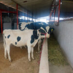Gobierno municipal de tulancingo apoyará a ganaderos para solicitar apoyo para adquirir un semental bovino