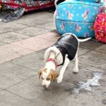 El 15 de diciembre es último día de esterilizaciones caninas y felinas en Tulancingo