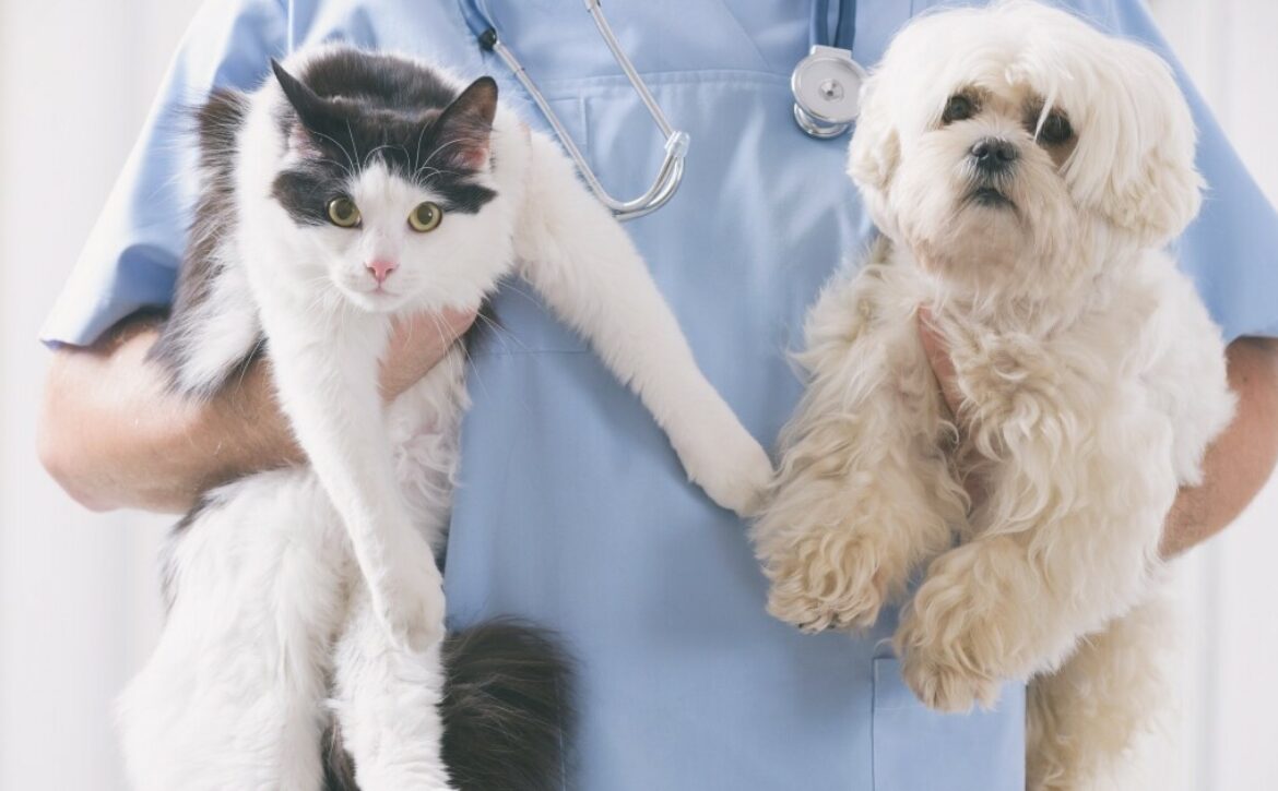 Vet with dog and cat in his hands