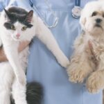 Promueve gobierno de Tulancingo campaña gratuita de esterilización canina y felina