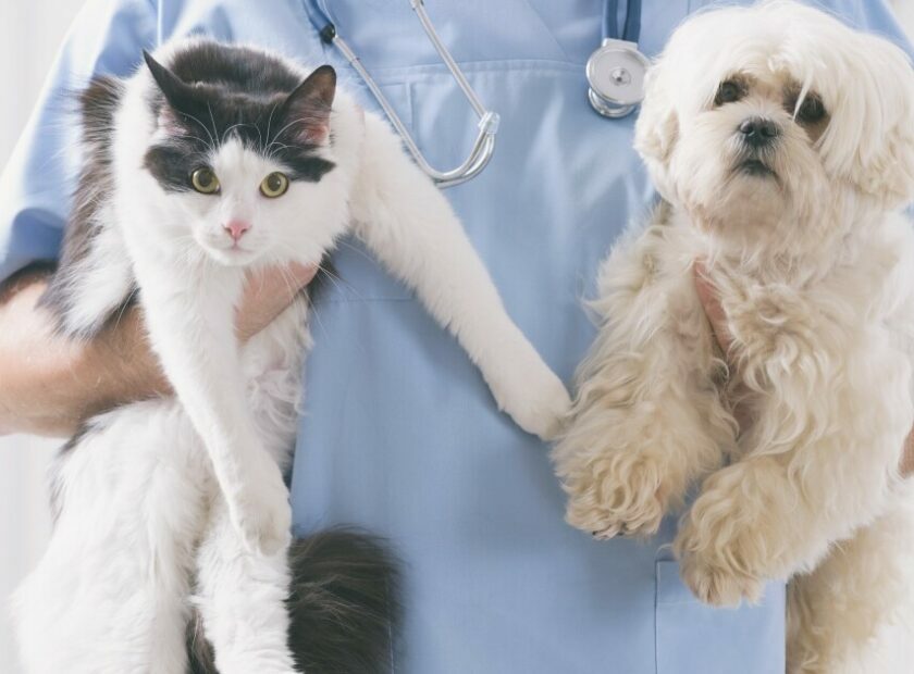 Vet with dog and cat in his hands