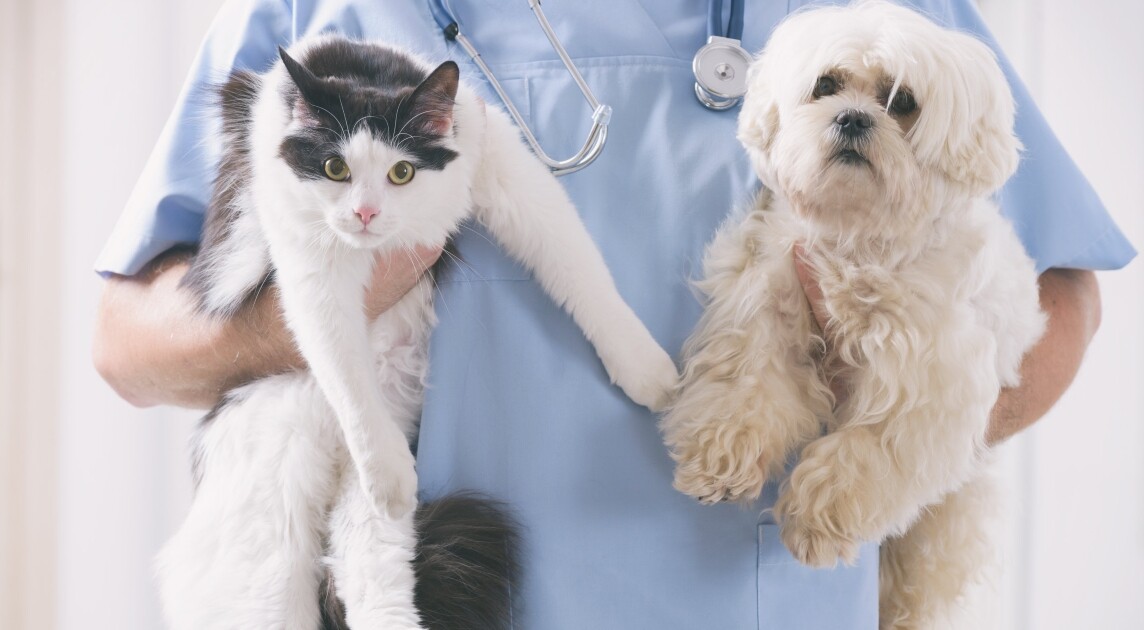 Vet with dog and cat in his hands