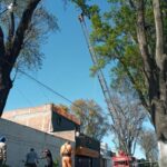 Medio ambiente de Tulancingo afina logística para mantenimiento de arbolado urbano