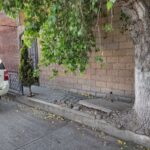 Este lunes frente al colegio del bosque serán removidos tres alamos canadienses