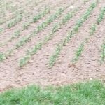 Productores de Tulancingo preparan tierras de temporal para el ciclo primavera-verano